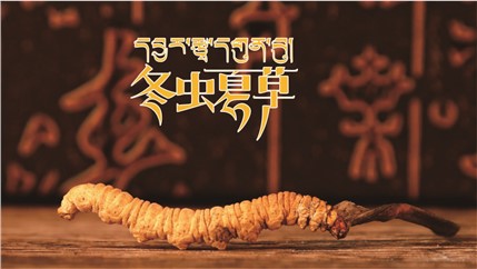 那曲新鮮冬蟲夏草什么時(shí)候采挖？